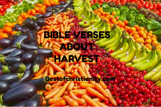 Bible Verses About Harvest